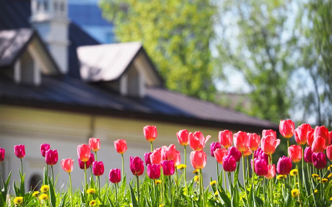 5 Plants That Bloom Best in the Summer